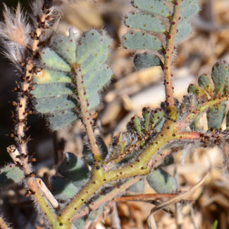 Dalea mollissima, Soft Prairie Clover, Southwest Desert Flora